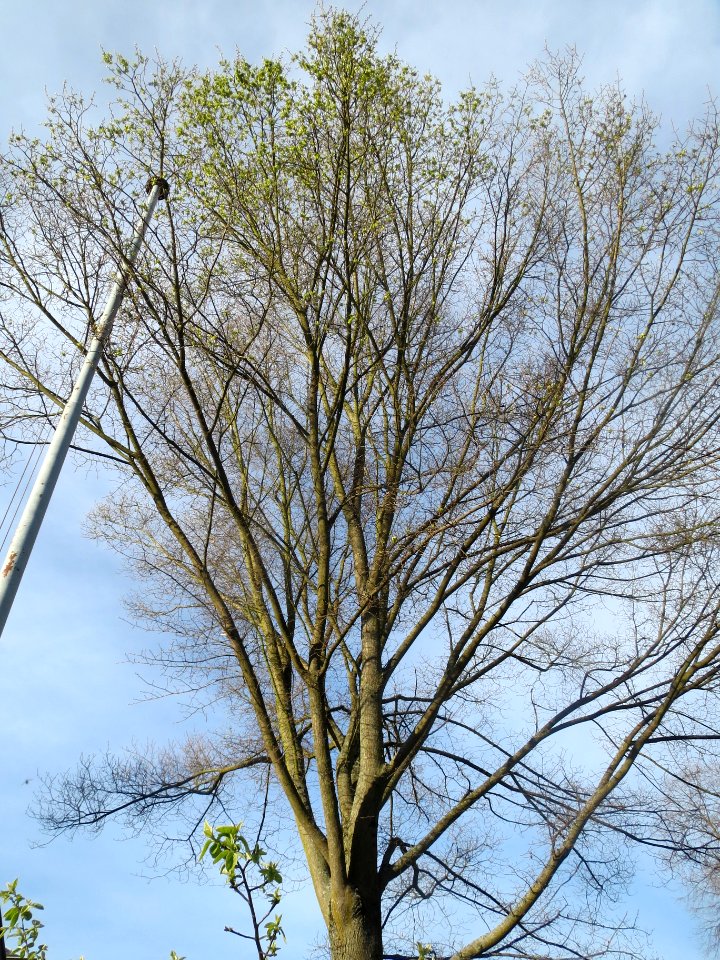 20140329Ulme_Saarbruecken1