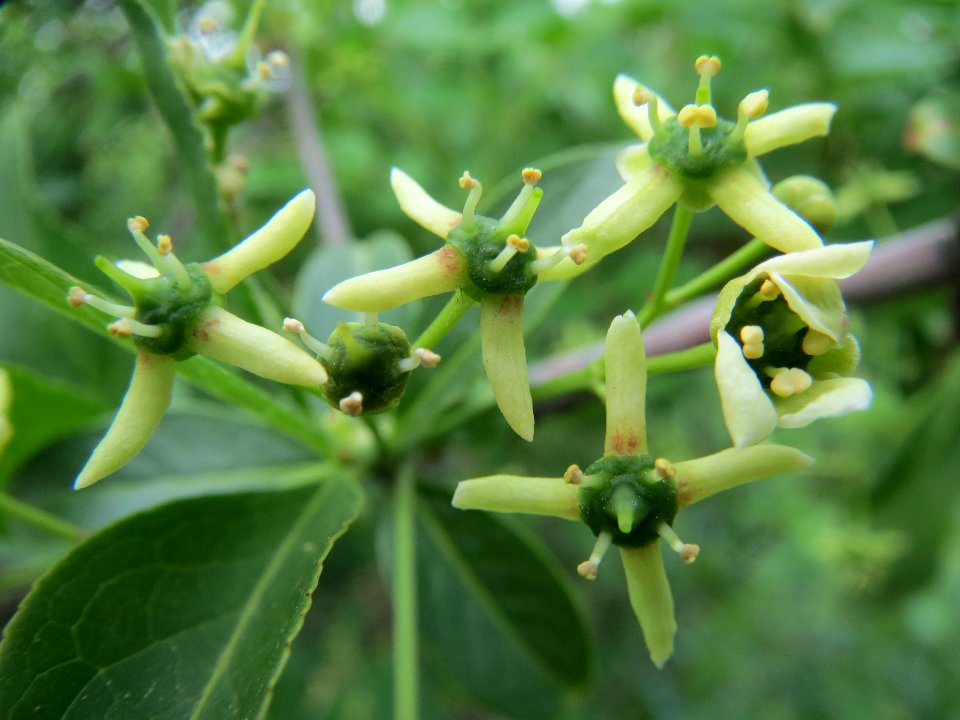 20140422Euonymus_europaeus1