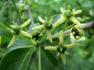 20140422Euonymus_europaeus1
