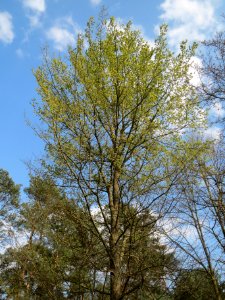 20140328Ulmus_minor2