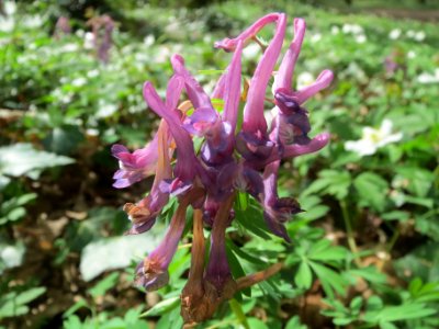 20140330Corydalis_solida1