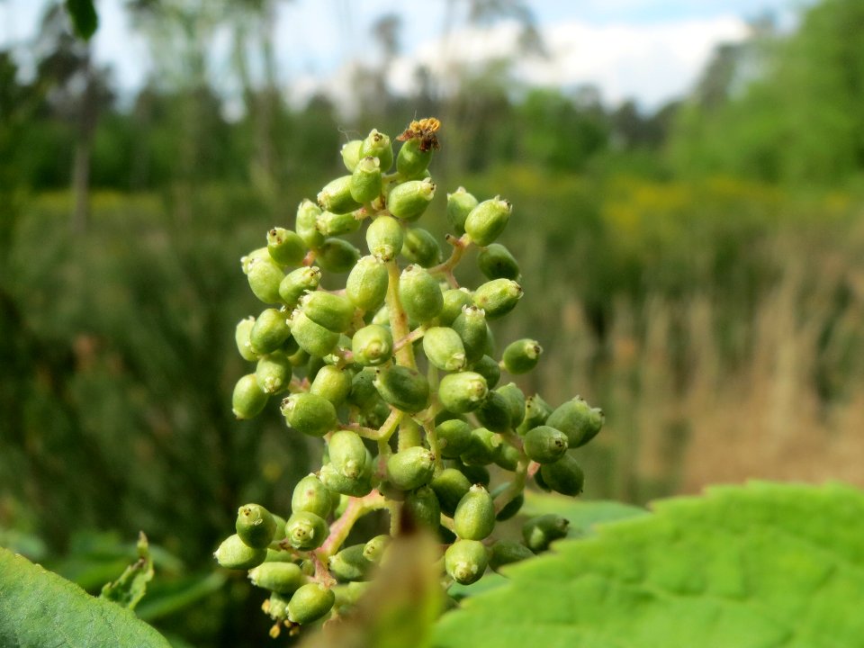 20140421Sambucus_racemosa1