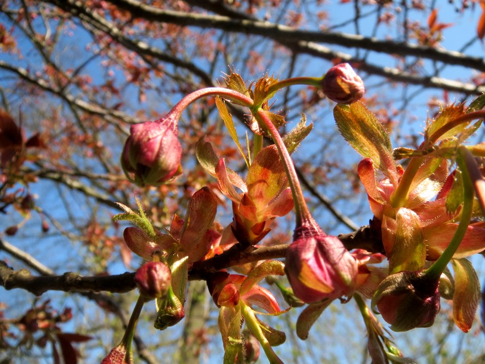 20140328Prunus_serrulata10