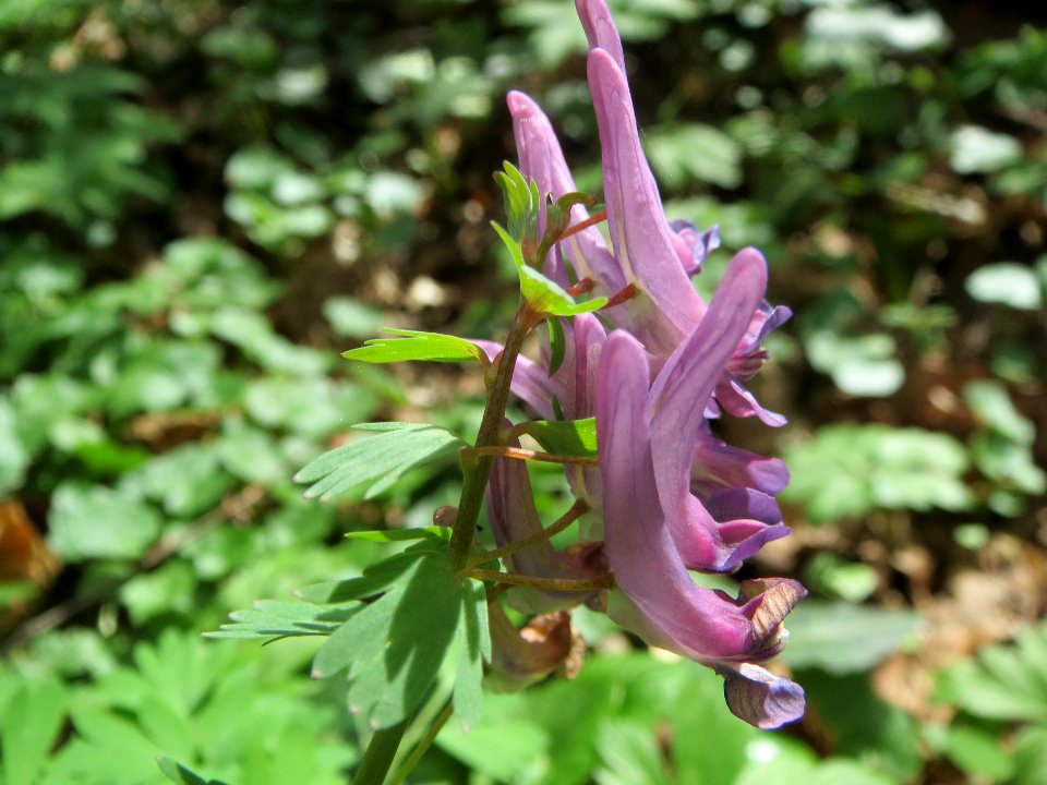 20140330Corydalis_solida2