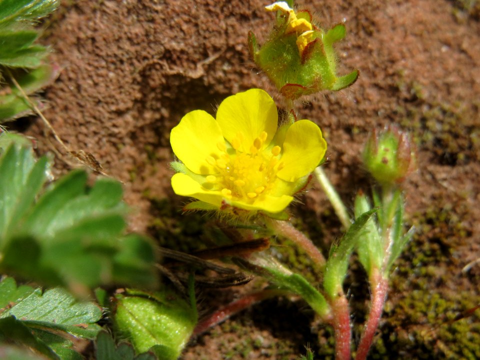20140330Potentilla_pusilla2
