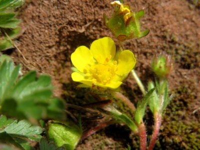 20140330Potentilla_pusilla2
