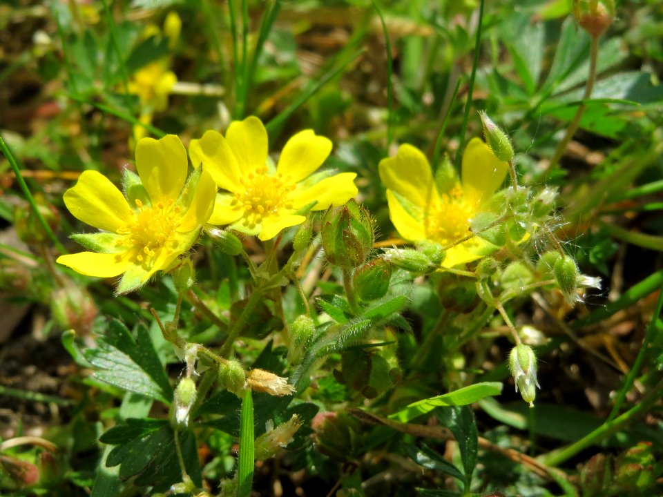 20140421Potentilla_pusilla1
