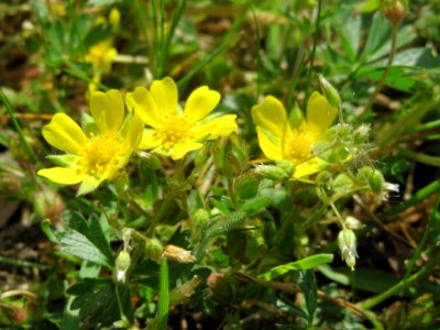 20140421Potentilla_pusilla1