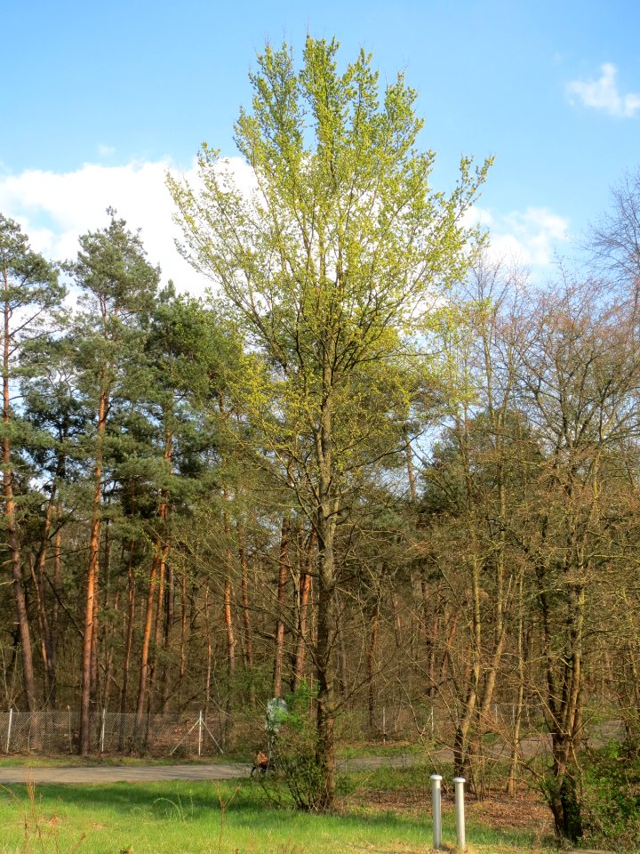 20140328Ulmus_minor1