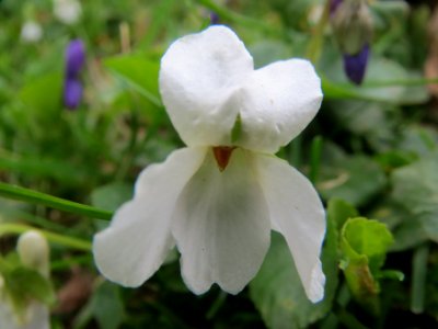 20140330Viola_odorata1