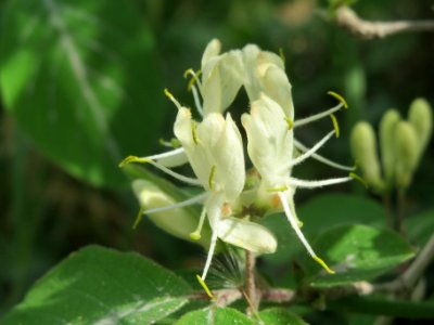 20140421Lonicera_xylosteum3