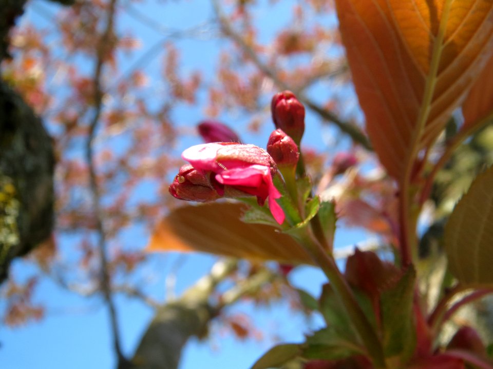 20140328Prunus_serrulata06