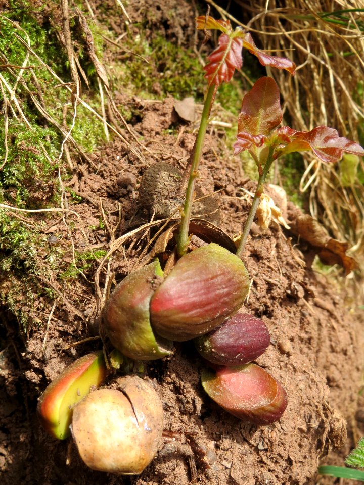 20140330Quercus_robur3