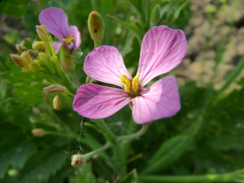 20140420Raphanus_sativus3