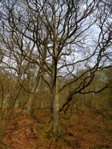 20140330Quercus_robur1