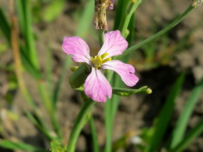 20140420Raphanus_sativus4
