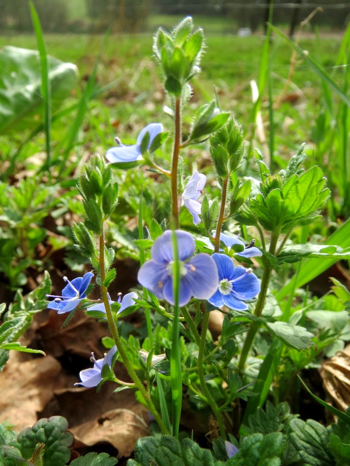 20140330Veronica_chamaedrys2