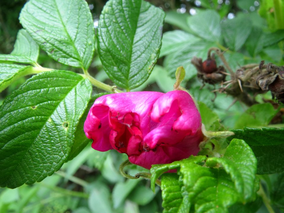 20140422Rosa_rugosa3