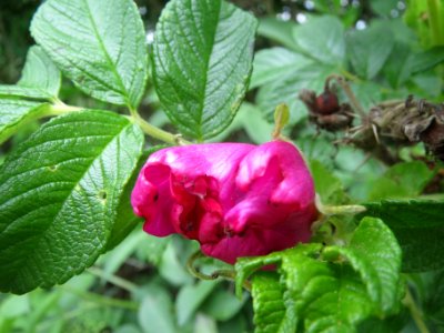 20140422Rosa_rugosa3
