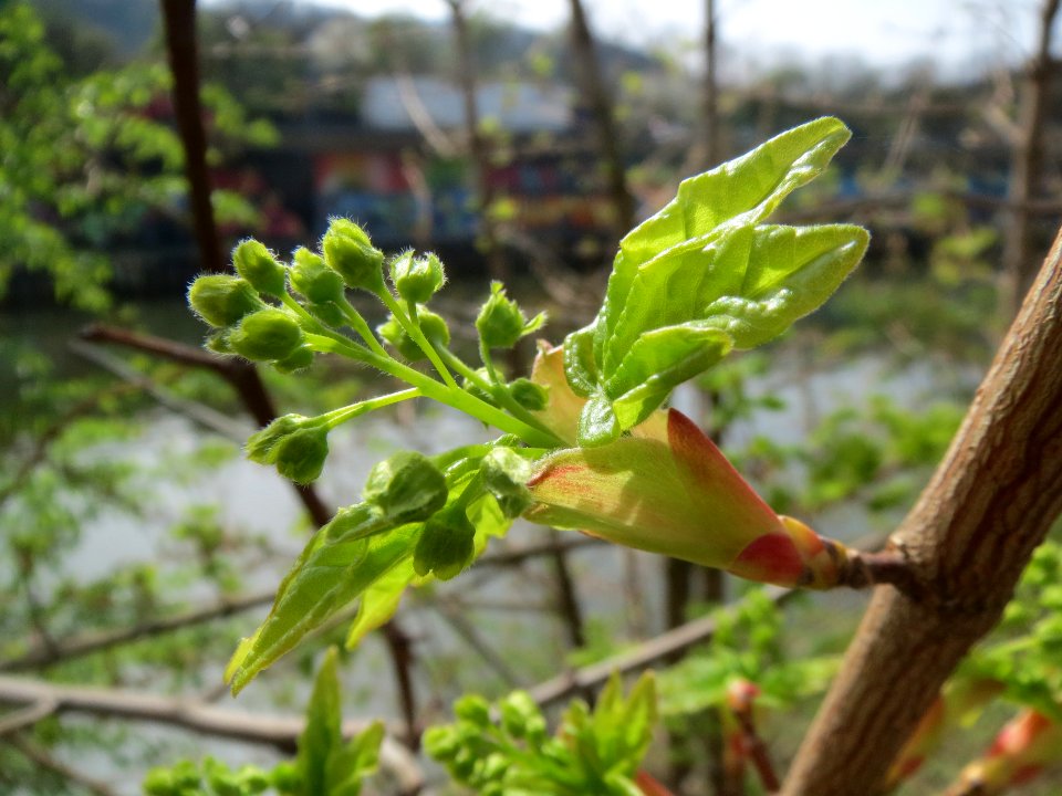 20140331Acer_campestre3