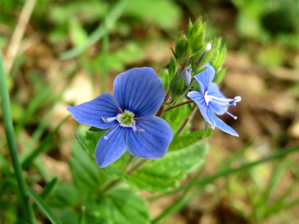 20140407Veronica_chamaedrys1