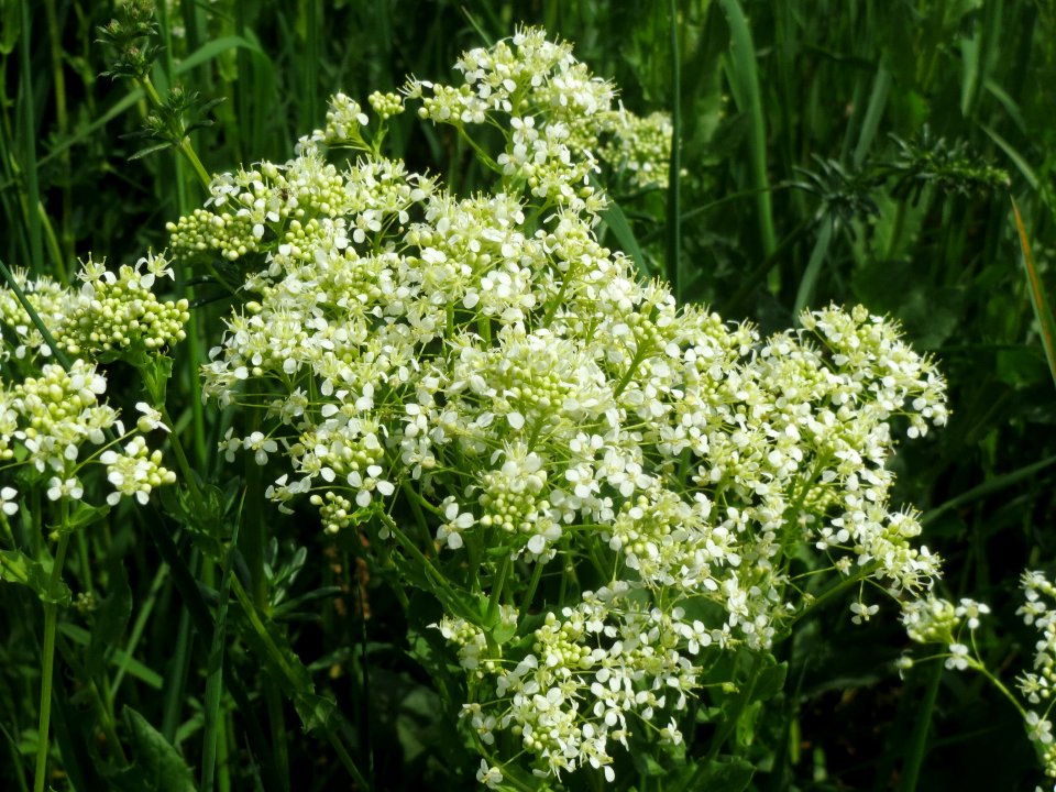 20140422Lepidium_draba2