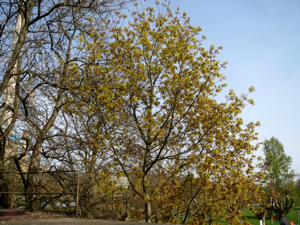 20140331Acer_platanoides1