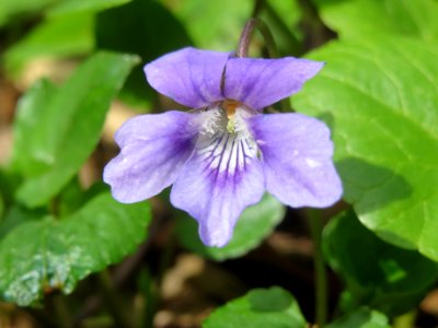 20140330Viola_riviniana2