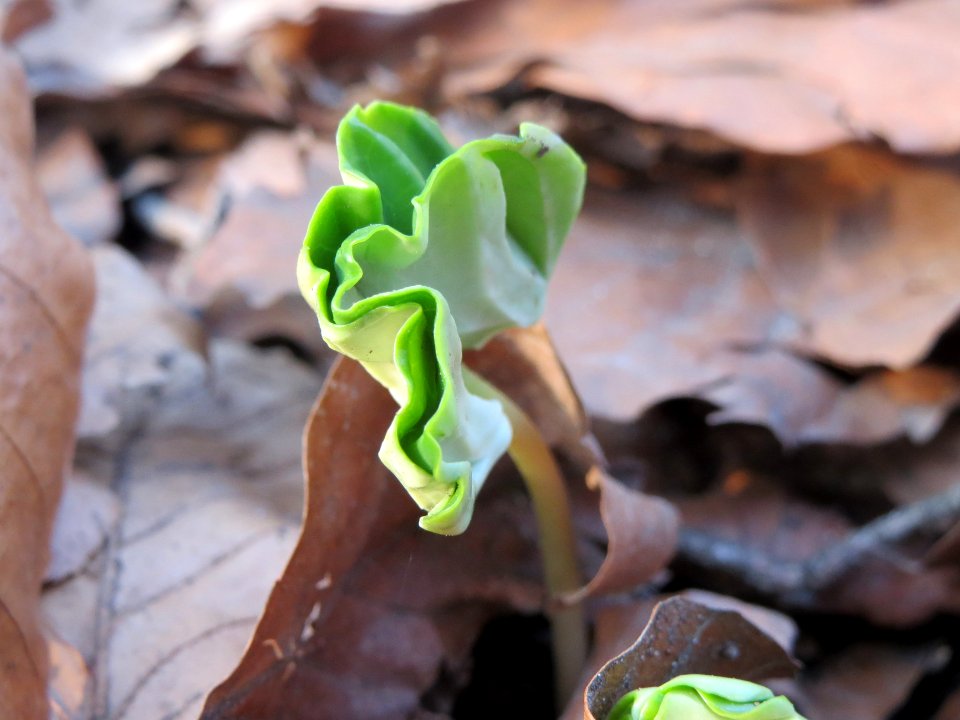 20140328Fagus_sylvatica3