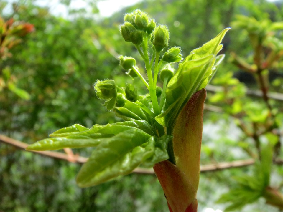 20140331Acer_campestre5