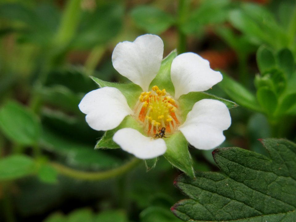 20140330Potentilla_sterilis2