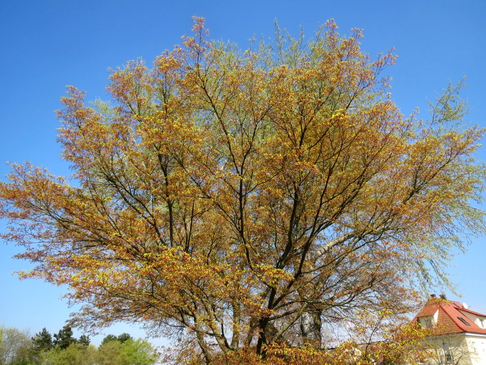 20140328Acer_palmatum2
