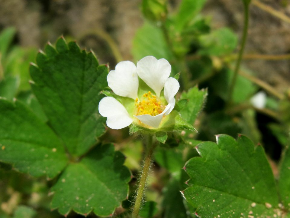 20140330Potentilla_sterilis3