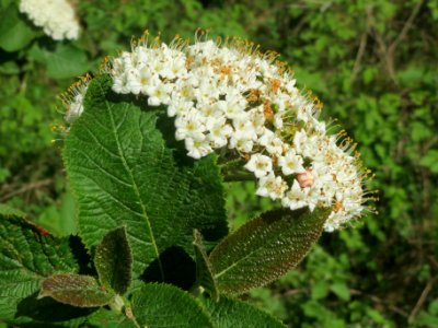 20140423Viburnum_lantana2