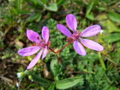 20140325Erodium_cicutarium2