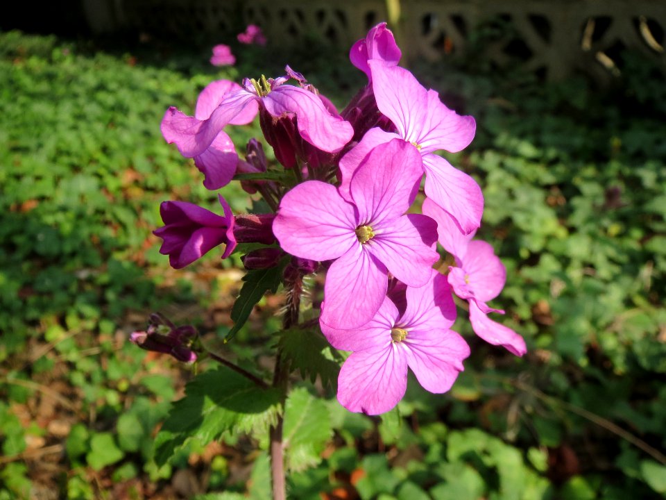 20140328Lunaria_annua2