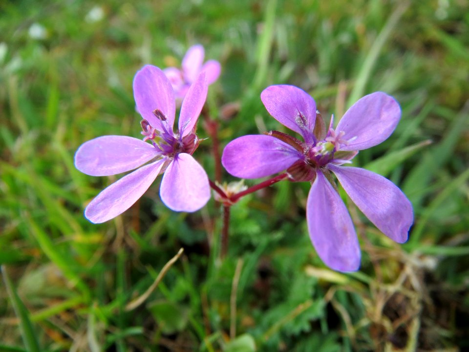 20140325Erodium_cicutarium1