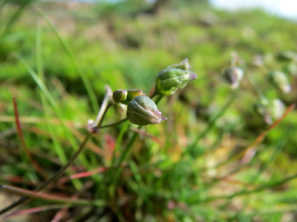 20140325Spergula_morisonii