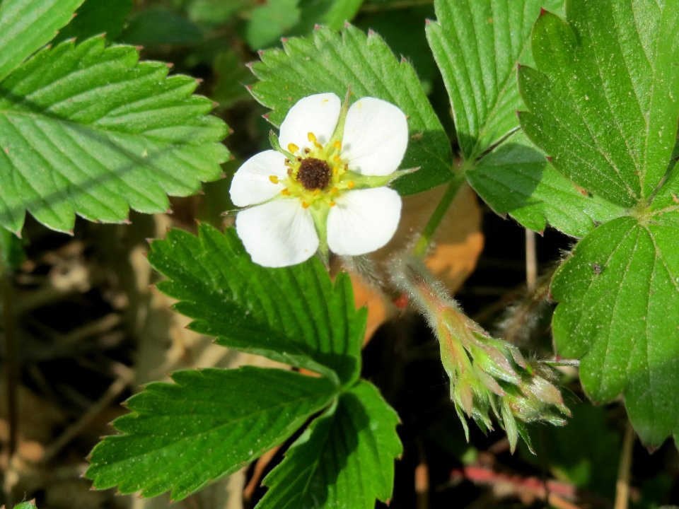 20140421Fragaria_vesca1