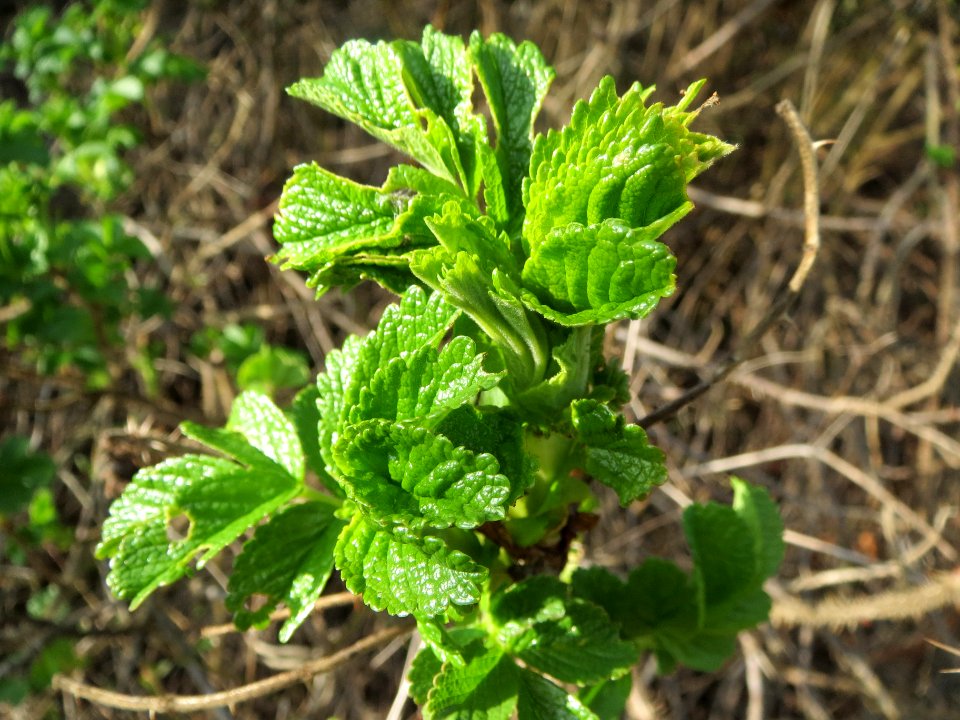 20140325Rosa_rugosa1
