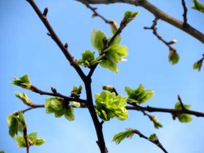 20140327Ulmus_glabra