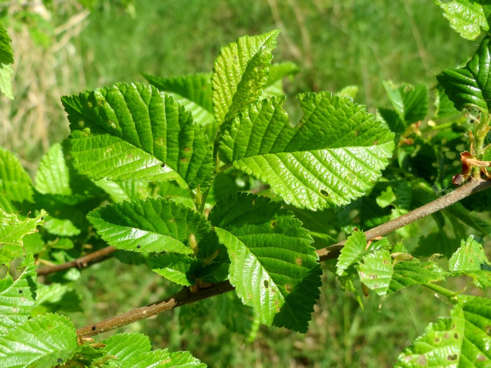 20140424Ulmus_minor