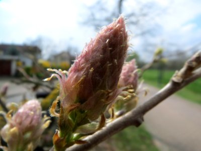 20140325Wisteria_floribunda1