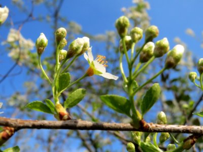 20140327Prunus_avium2