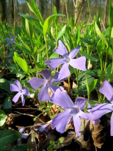 20140325Vinca_minor4