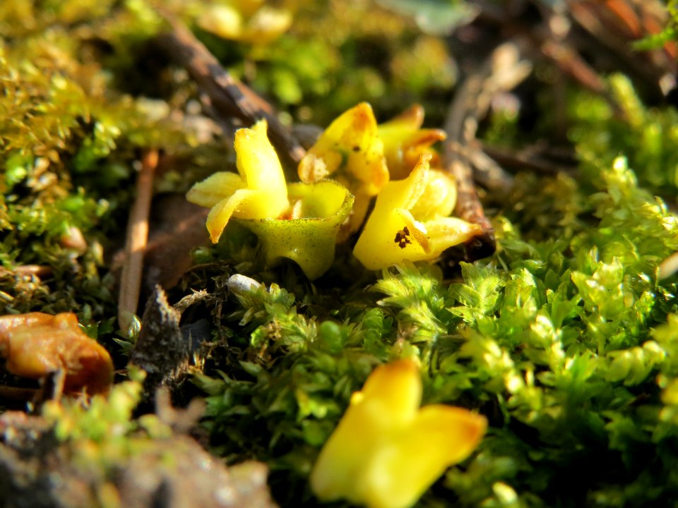 20140325Viscum_album3