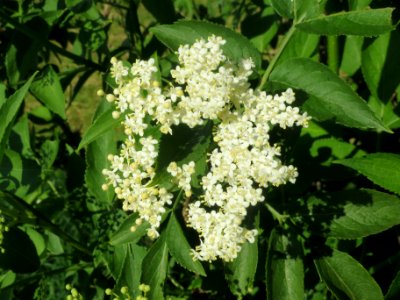 20140424Sambucus_nigra2