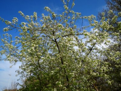 20140327Prunus_avium1