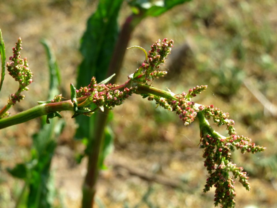 20140424Rumex_acetosa6