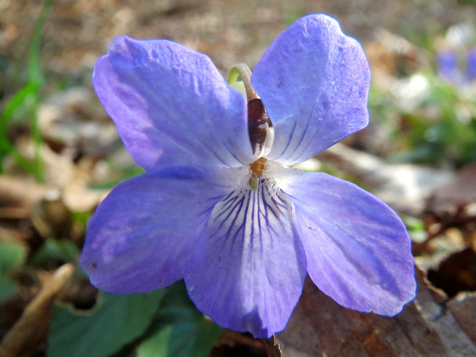 20140325Viola_riviniana1